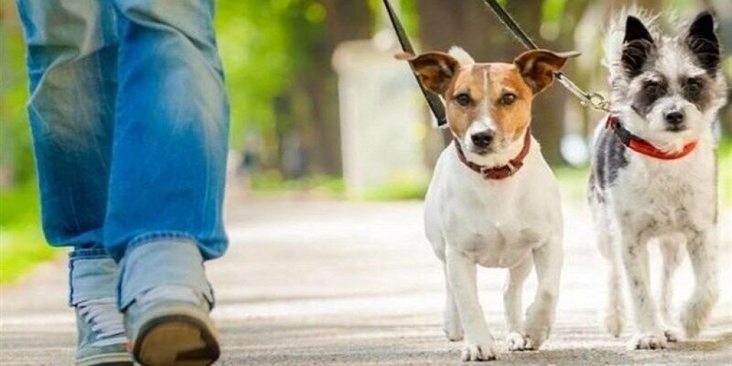 سگ‌گردانی در پارک‌ها و فضاهای عمومی تا کی؟
