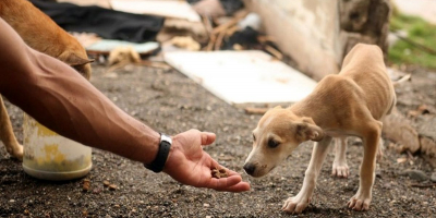 درخواست جرم شمردن غذا دادن به حیوانات خیابانی 