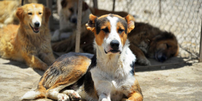 جمع آوری سگهای ولگرد در هادیشهر و جلفا  آذربایجان شرقی 