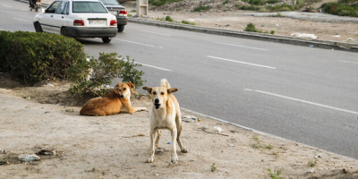 جلوی جولان سگ‌های ولگرد در استان سمنان را بگیرید