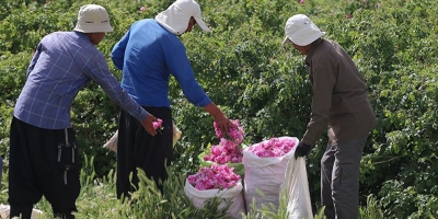 لزوم حمایت از رونق کشت گیاهان دارویی در مزارع استان قم 