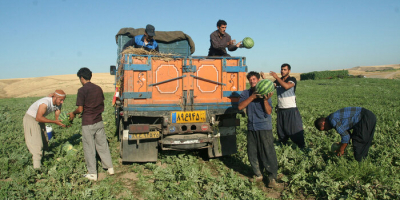 لزوم ممنوعیت کاشت هندوانه در استان اردبیل