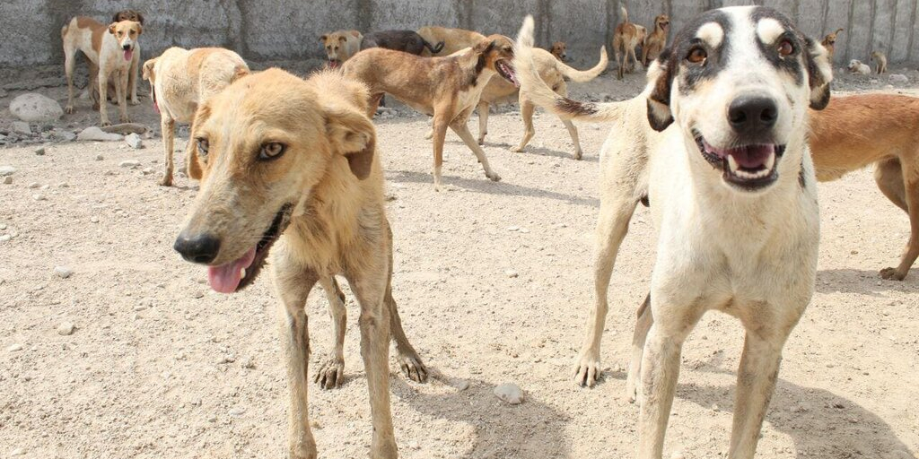 سگهای ولگرد جمع‌آوری و به پناهگاه‌های مجاز منتقل شوند