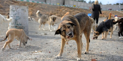 گله‌ سگ‌های ولگرد در مازندران را جمع کنید