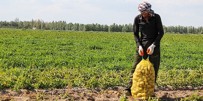 کشاورزان جنوب کرمان در انتظار واریز تسهیلات بانک کشاورزی 